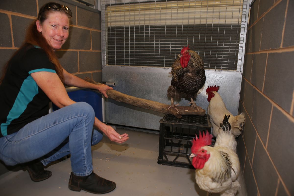 Woman feeding rossters