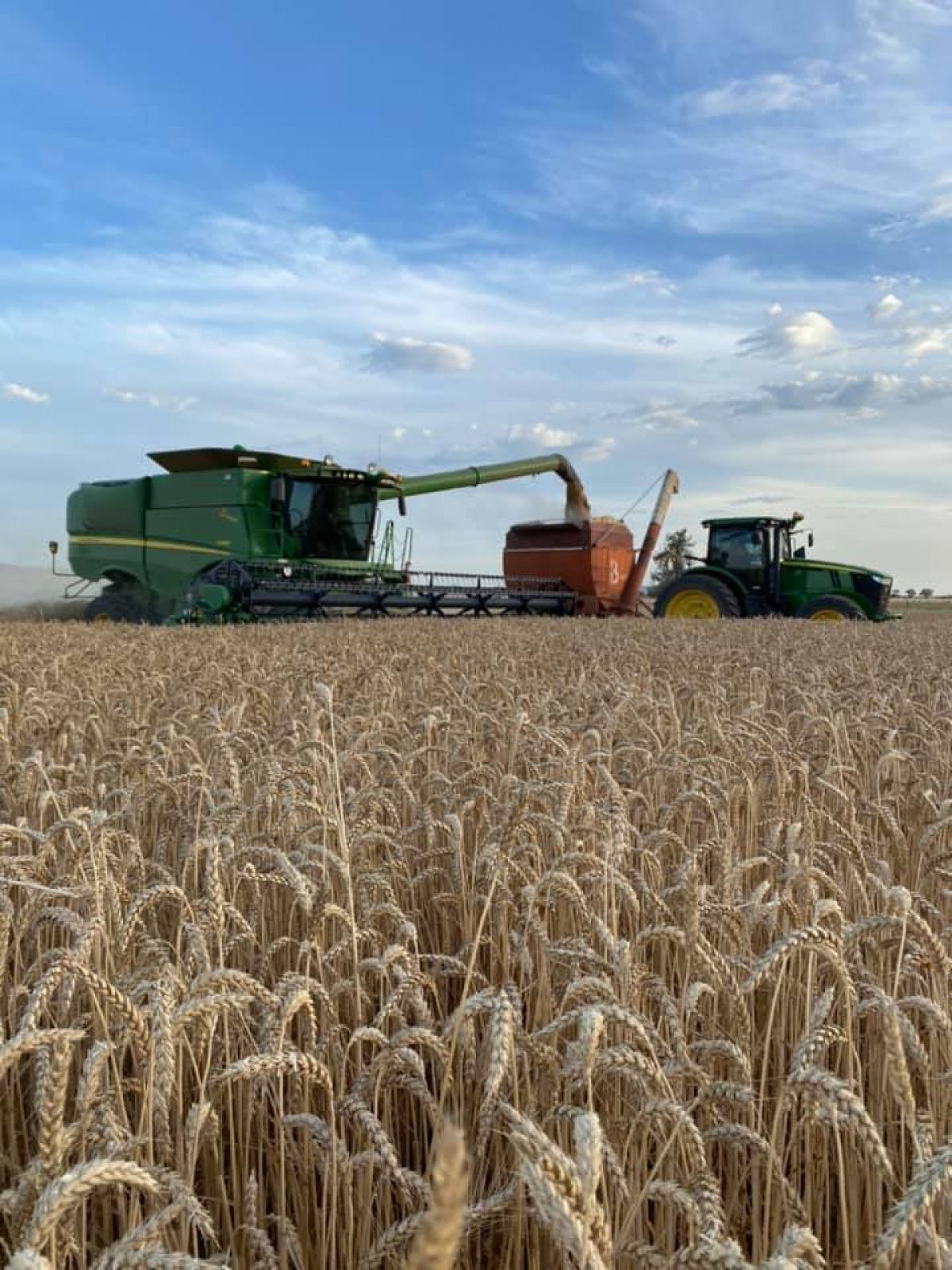 Header in crop paddock