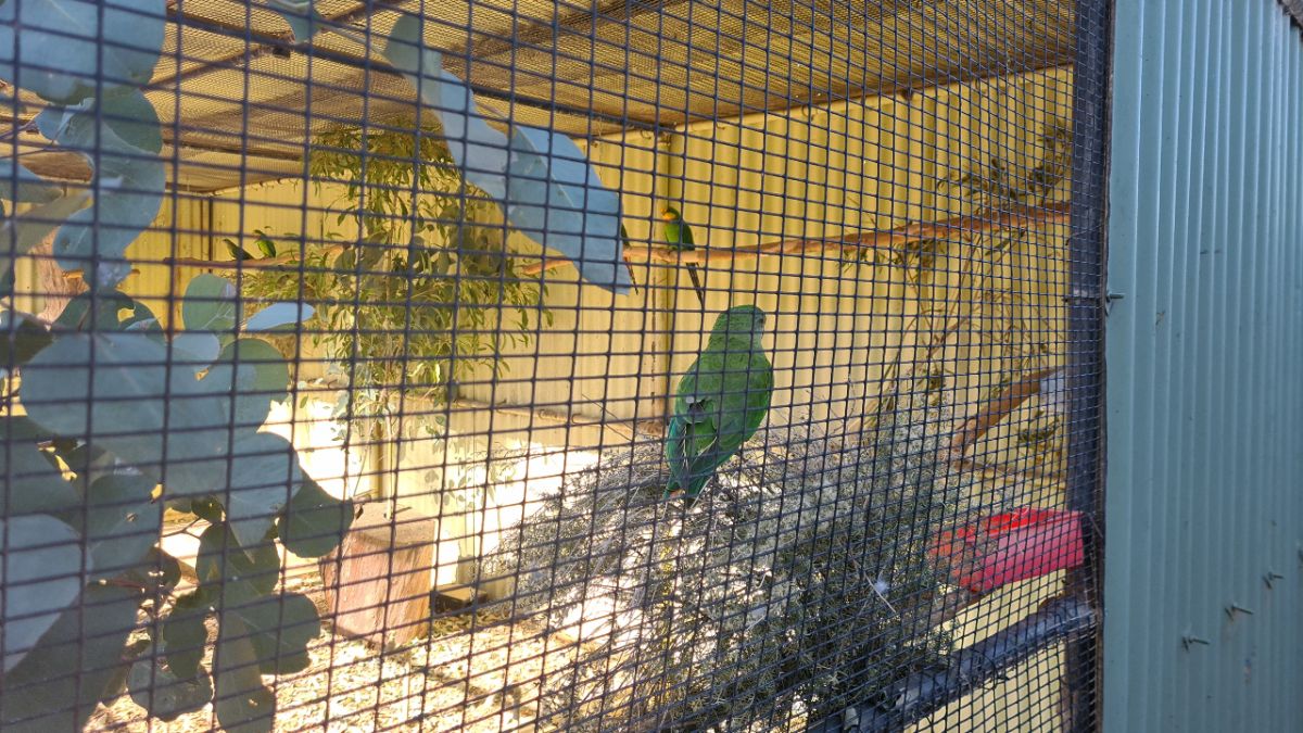 Bird sitting on branch inside aviary at zoo