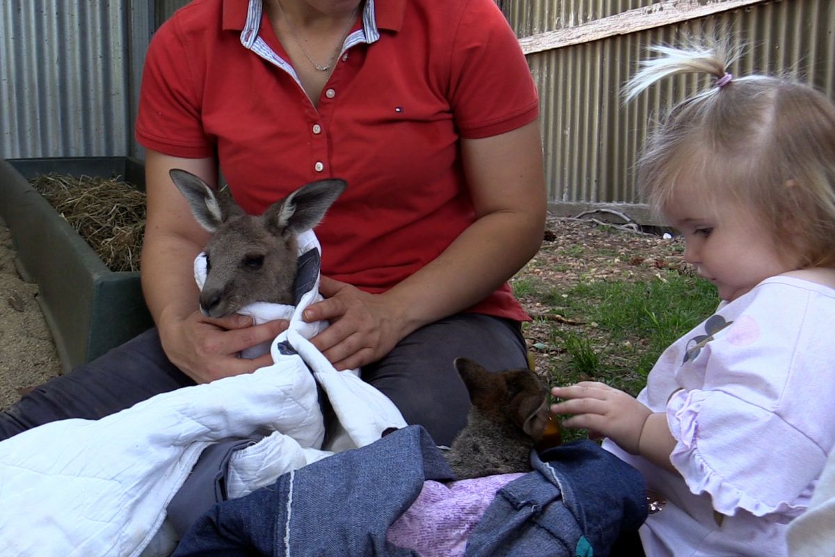 Toddler and woman with swamp wallaby and kangaroo joeys