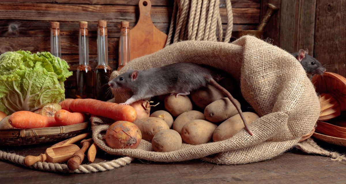 Mouse walking across a bag of potatoes and other vegetables 