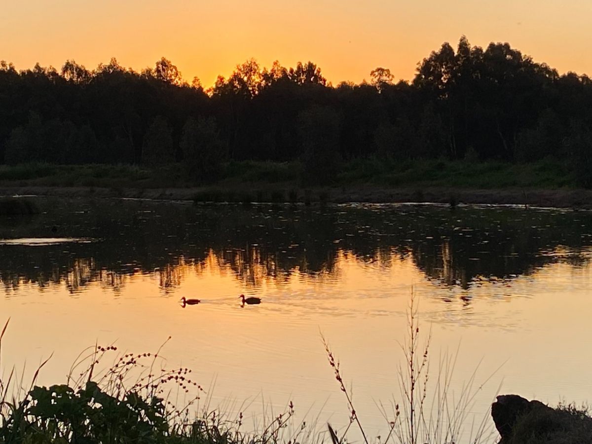 Two birds swim on water during the sunset