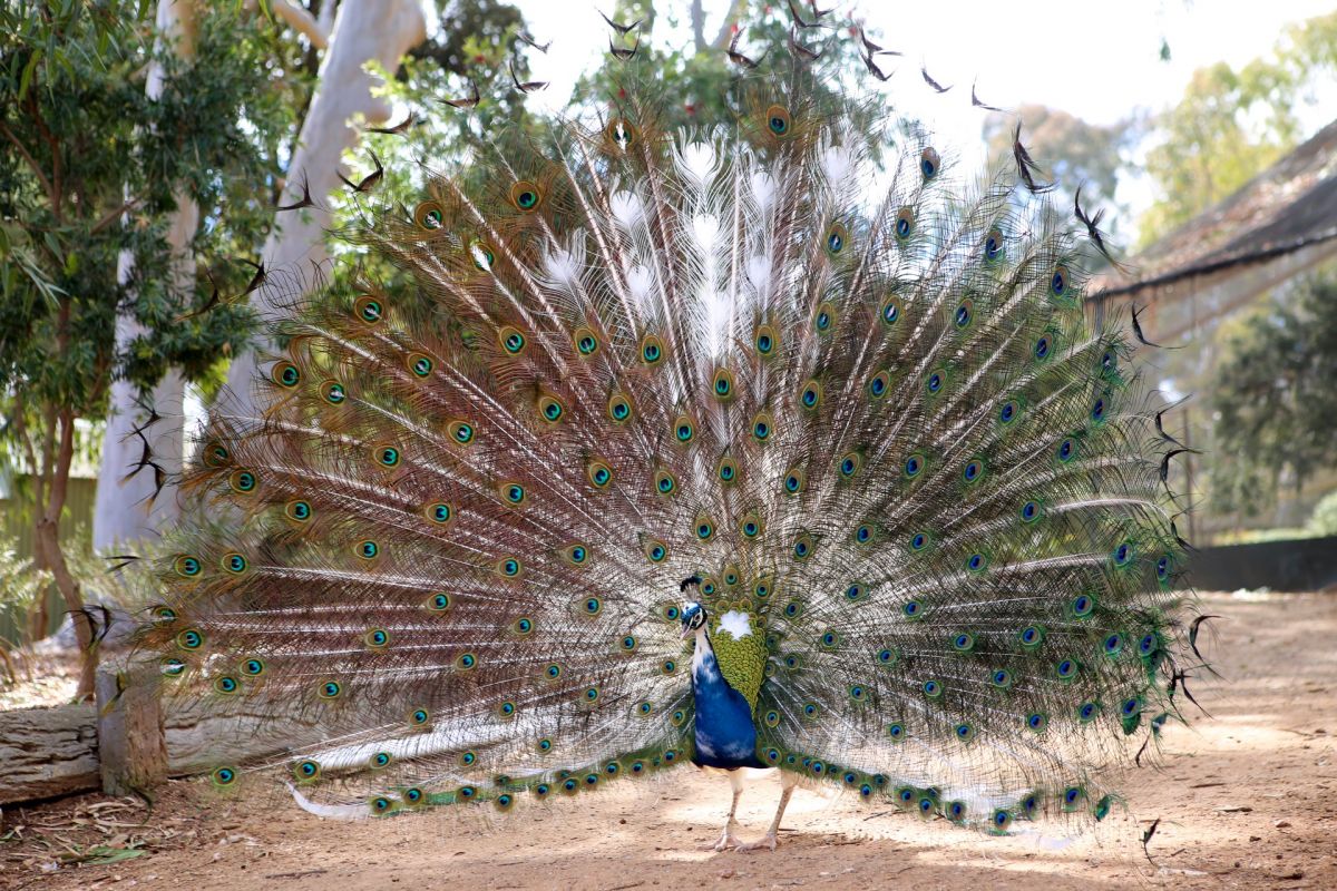 peacock on display
