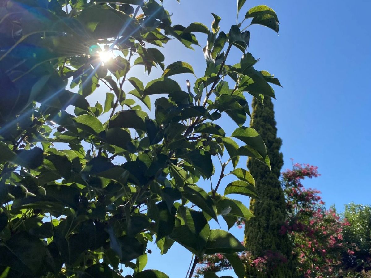 Sunlight shining through tree leaves