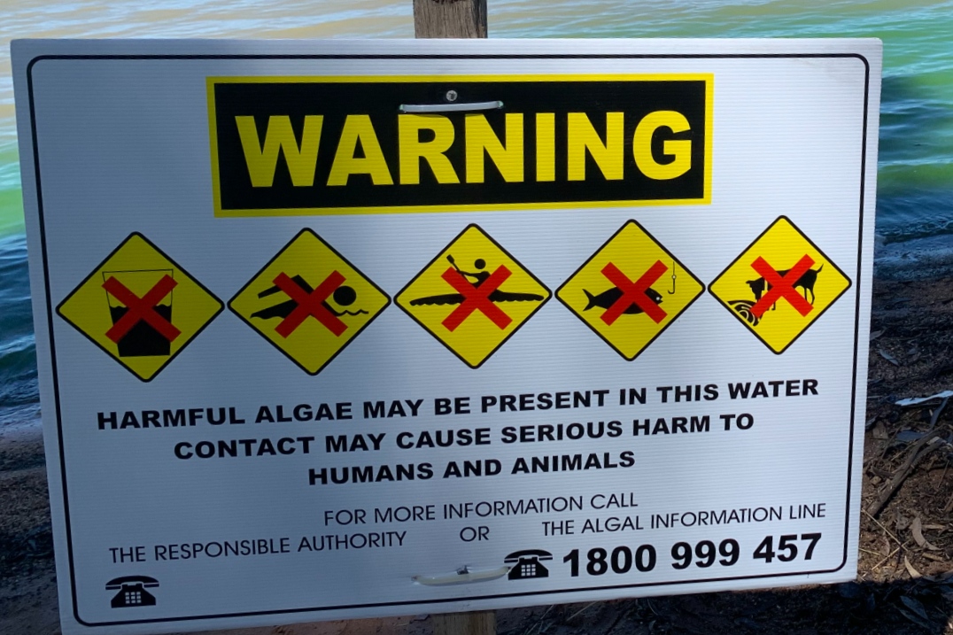 blue-green-algae-alert-for-lake-albert-council-news