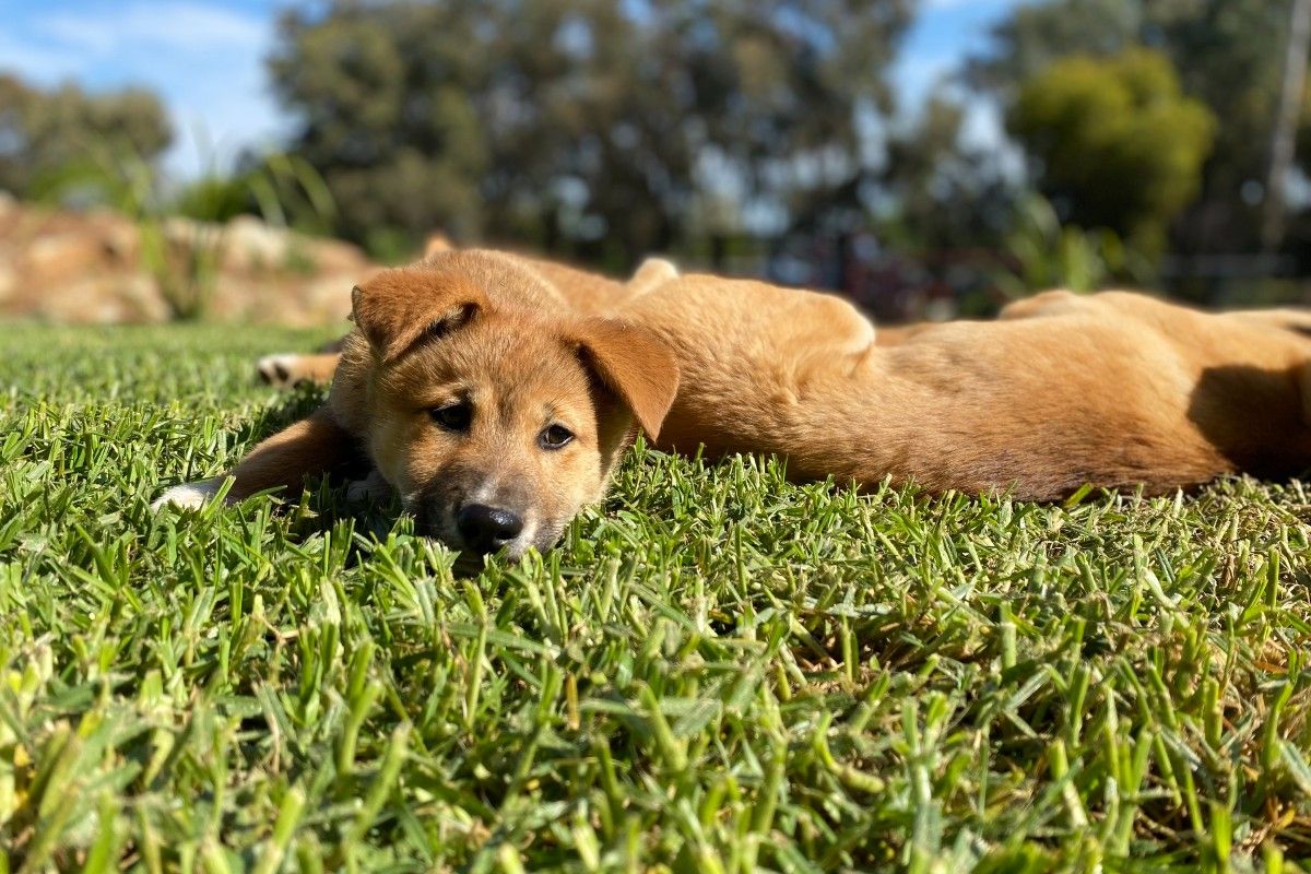 New dingo pup at zoo looking straight at camera