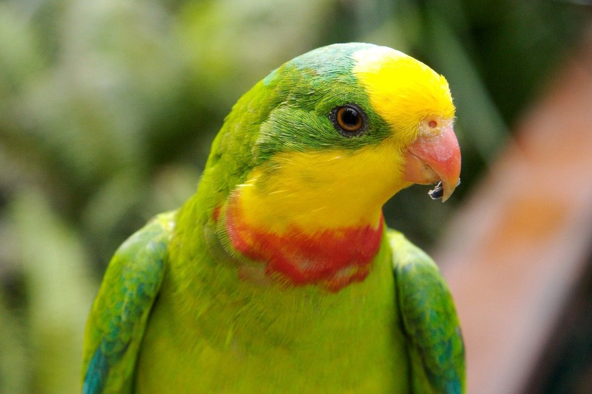 Superb parrott