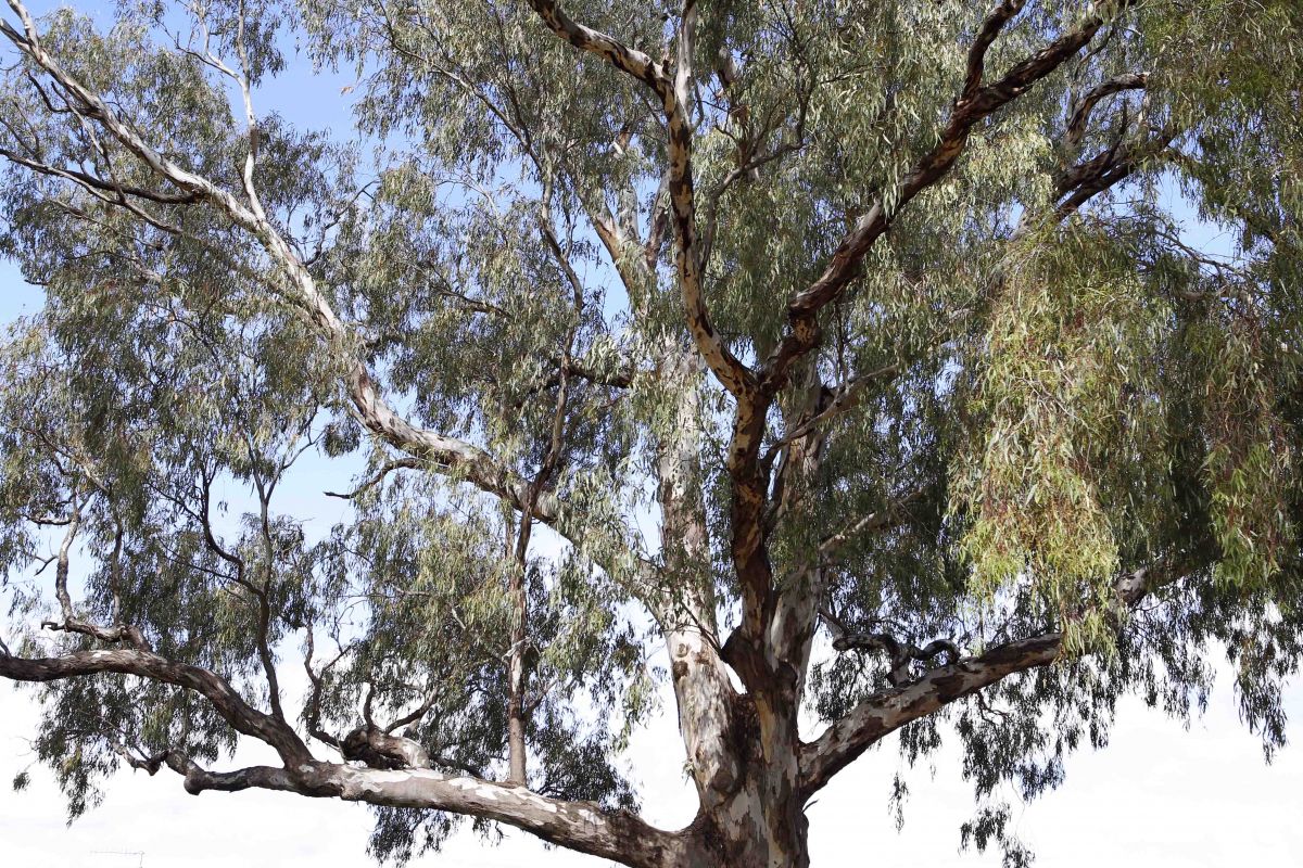 Gum tree