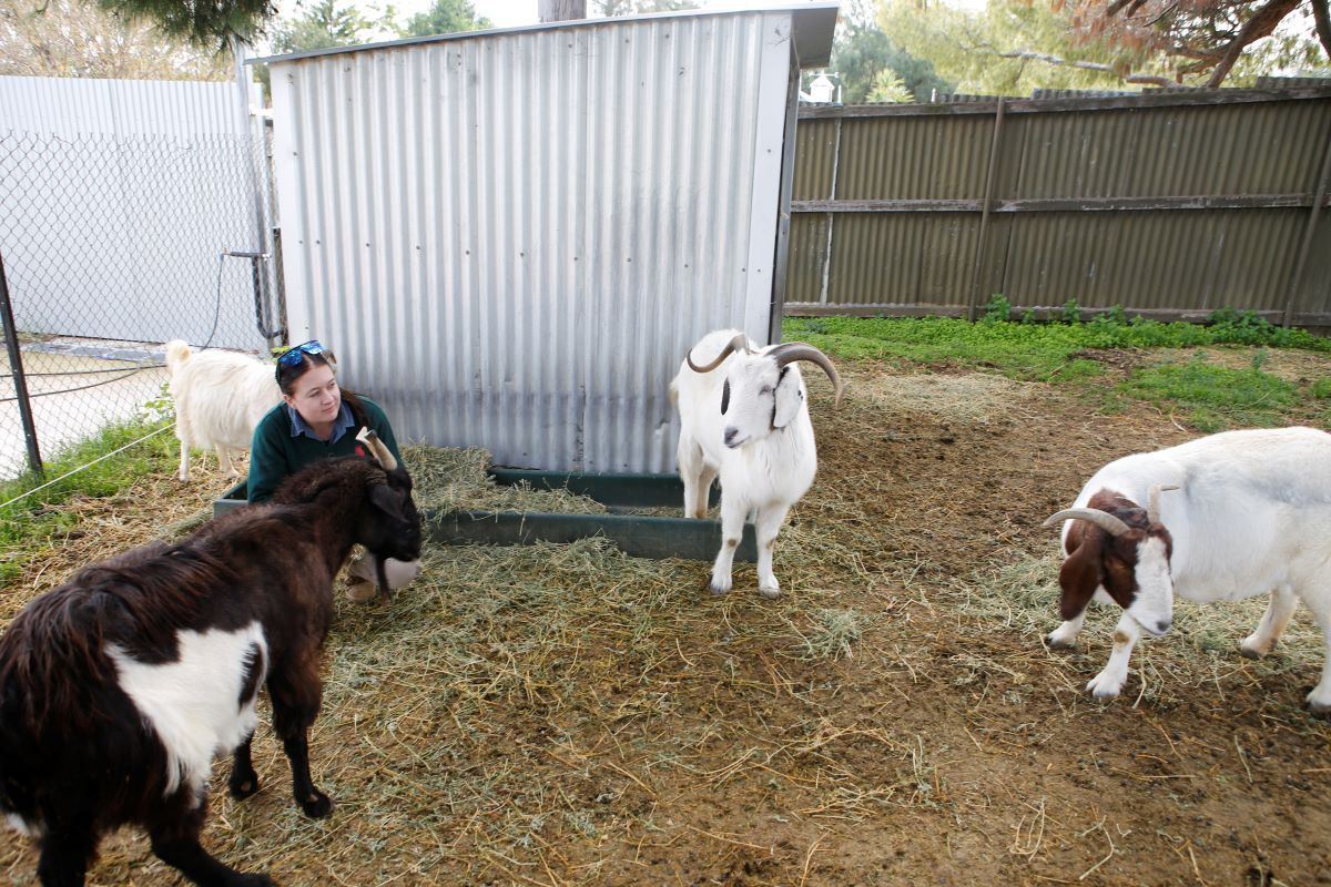 two goats in a pen