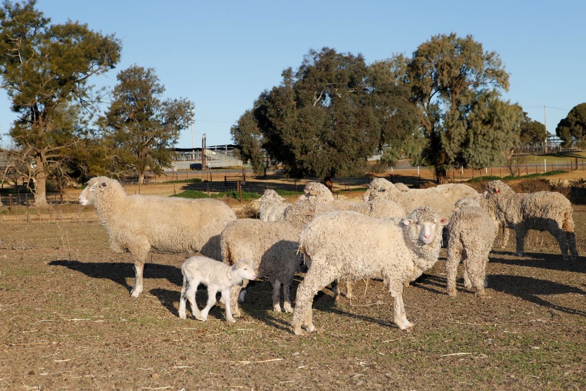 A flock of sheep.