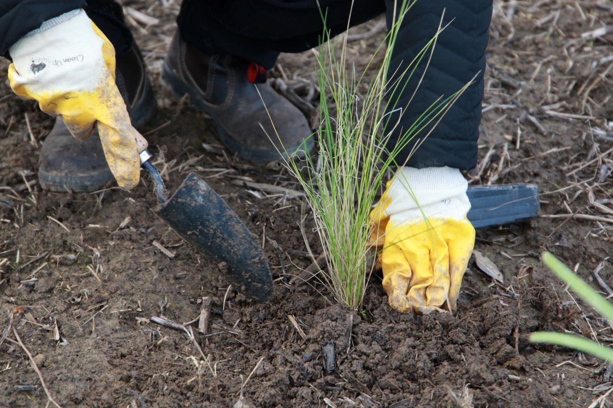 Hands holding a trowel and patting loose soil around a newly planted seedling.