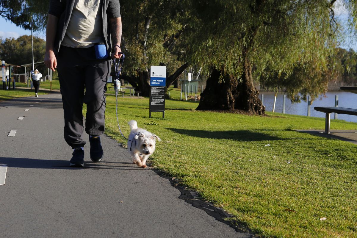 A man walks his dog along a lakeside walking track.