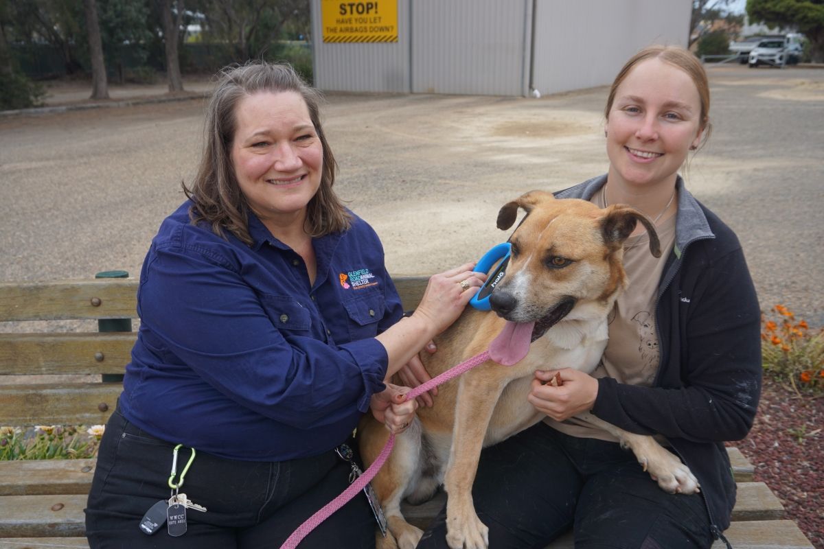 Council’s Animal Welfare Supervisor Julie McPhail and Animal Welfare Officer Courtney Krause with Ira.