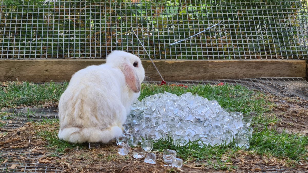 Rabbit sitting beside pile of ice cubes, inside rabbit pen at zoo