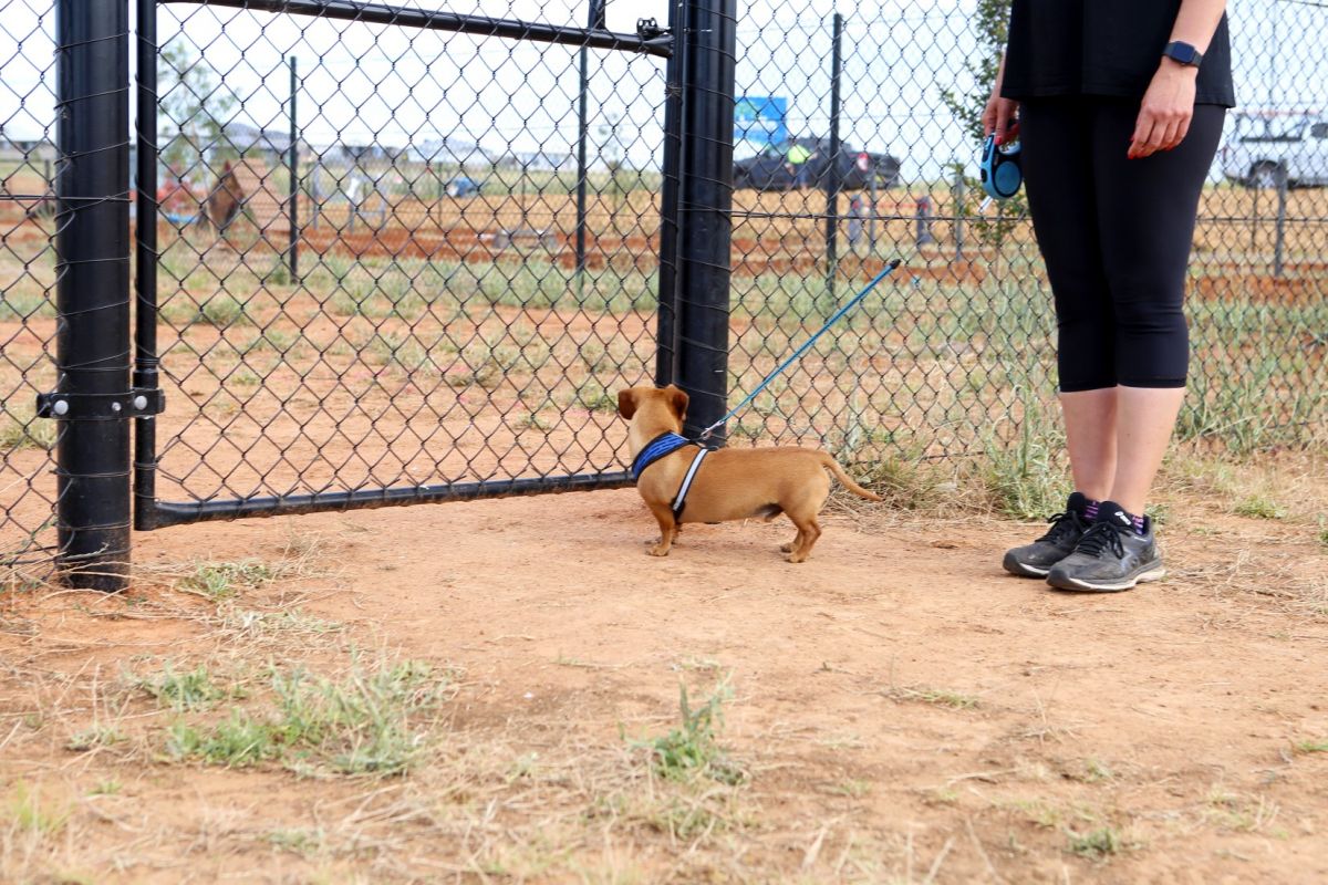 miniature dachshund outside metal gate