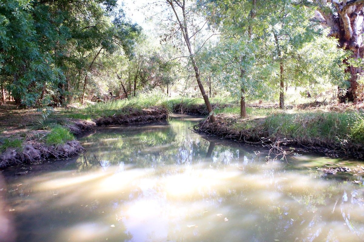 Lagoon surrounded by trees