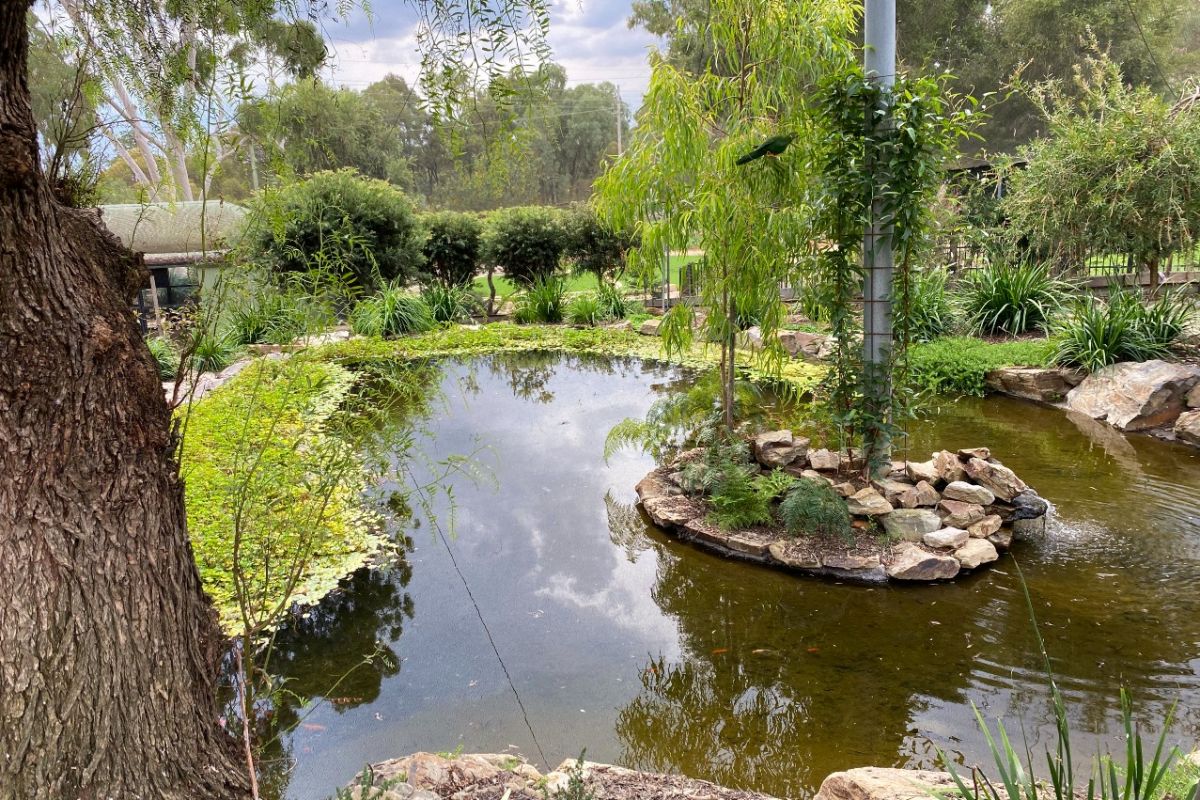 Aviary with pond and plants and birds