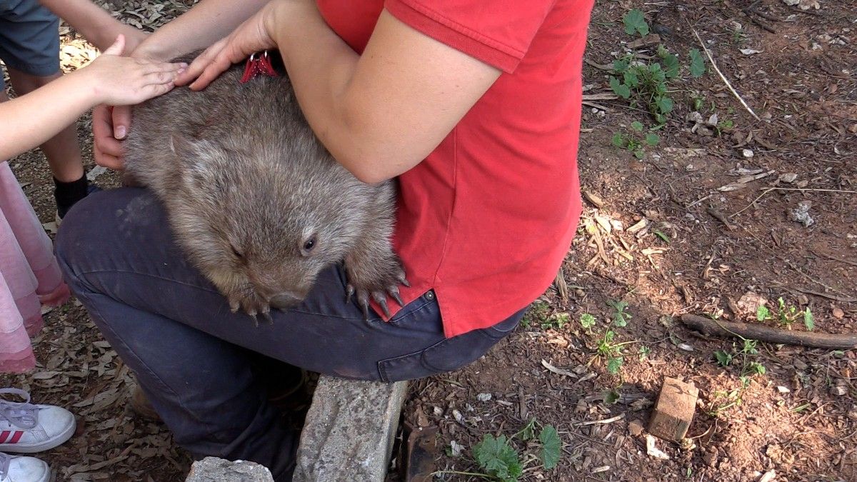 A wombat sits on someone's lap being patted