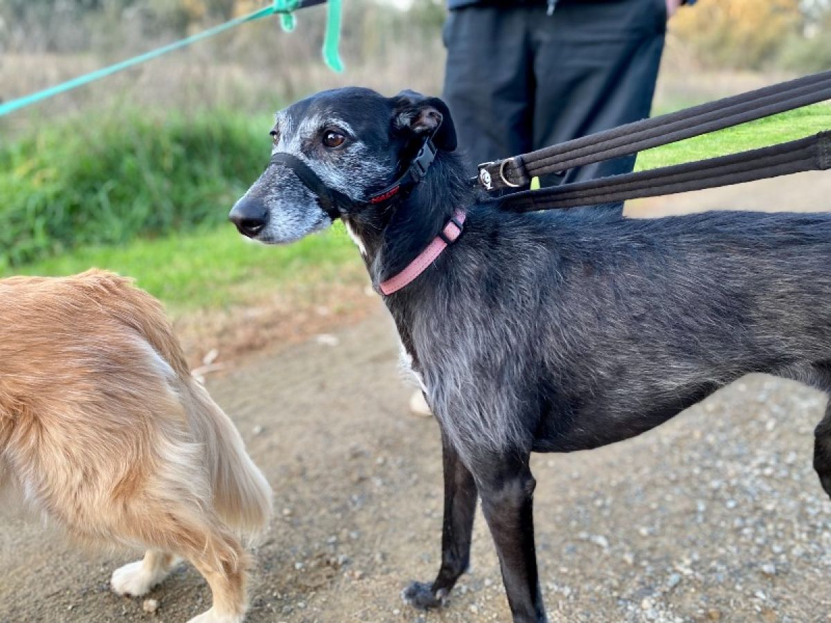 A black dog on a leash