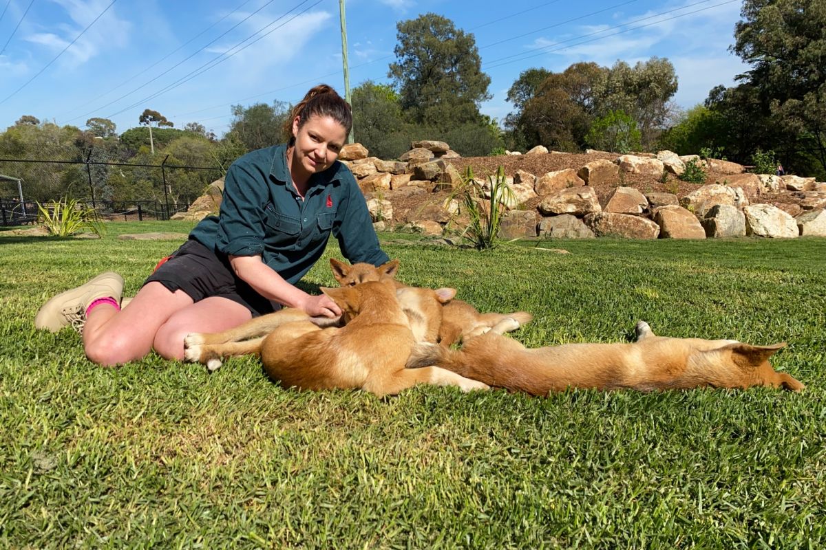 Zoo curator with four dingo puppies