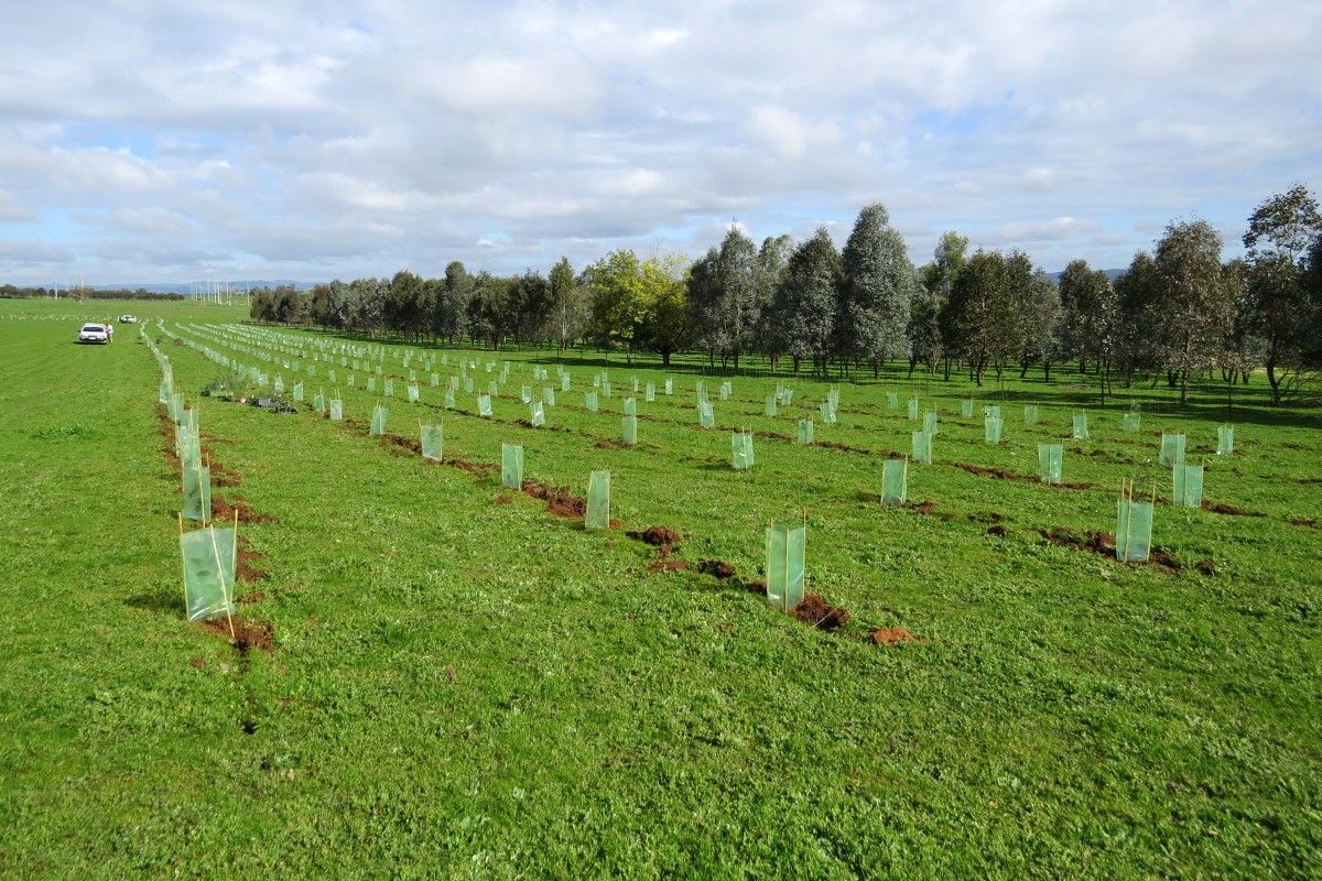 Trees & shrubs being planted on farmland