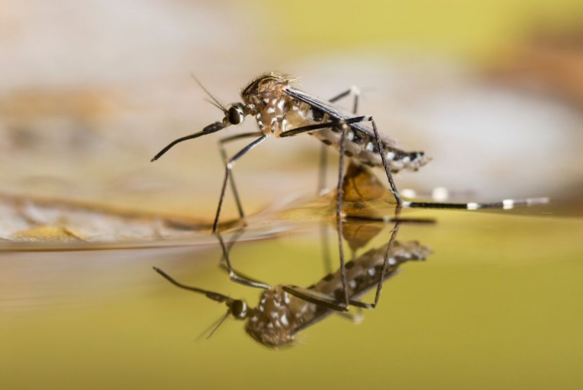 A mosquito on the surface of water