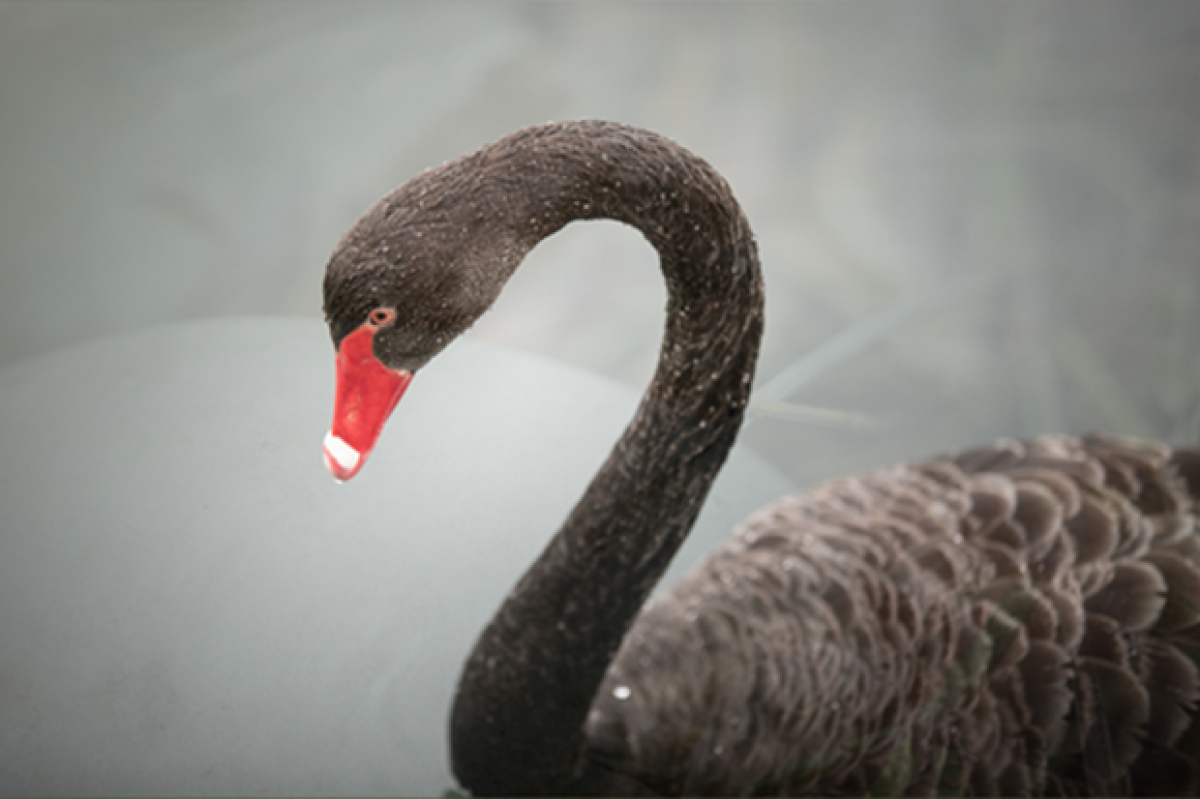 A close up image of a black swan floating on water. 