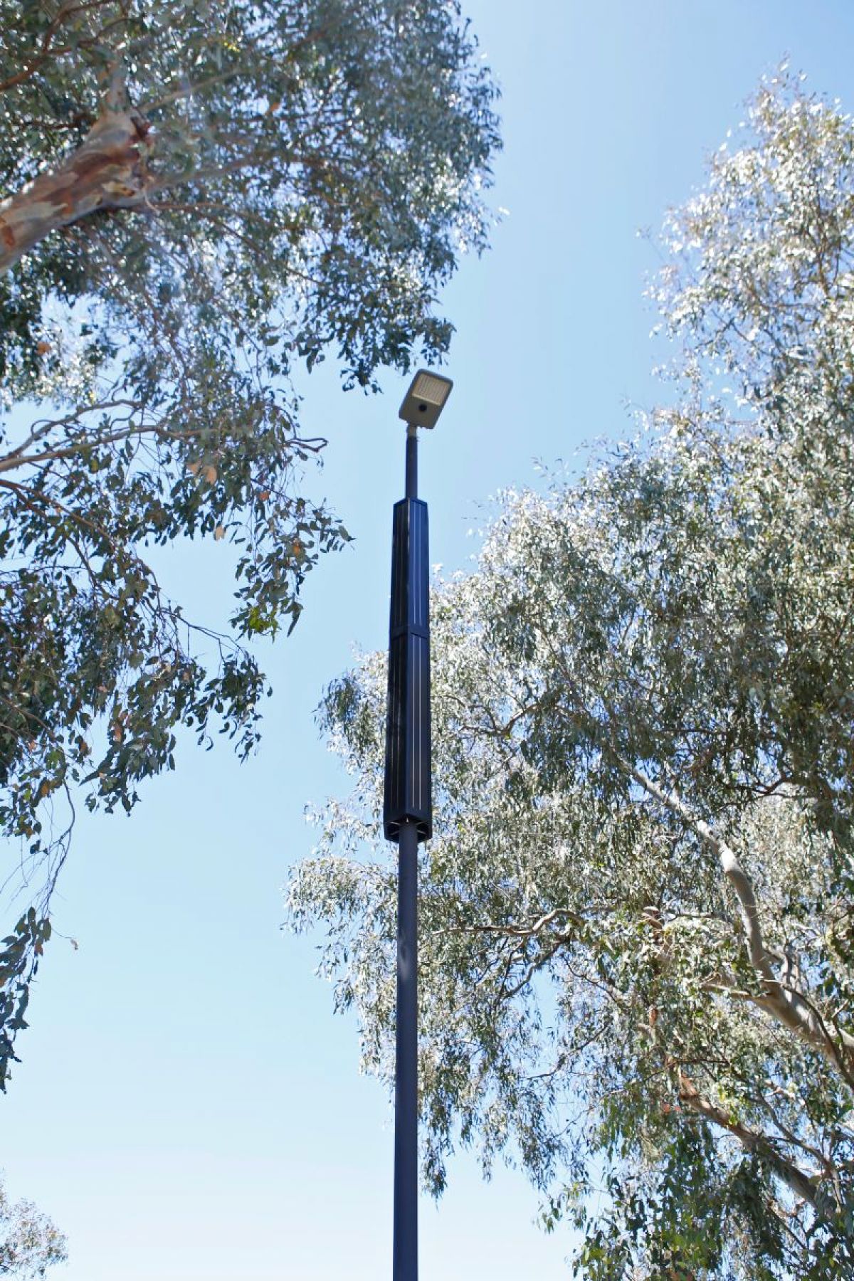 Portrait image of light pole at lake albert from worm's eye view camera angle. Eucalyptus tree branches hand in the background behind the light. 