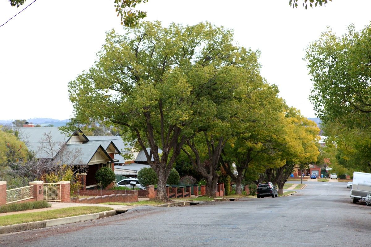 Suburban residential street, with trees on road verge and houses on either side.