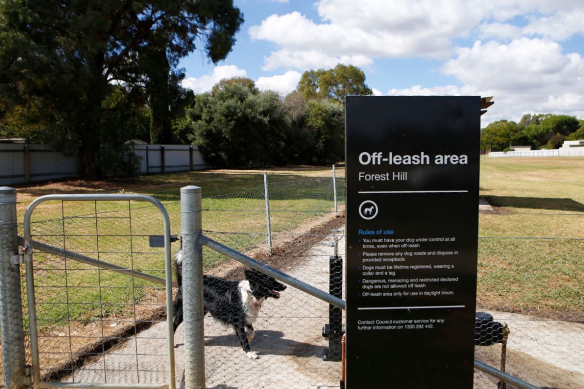 A dog in an fenced park area.