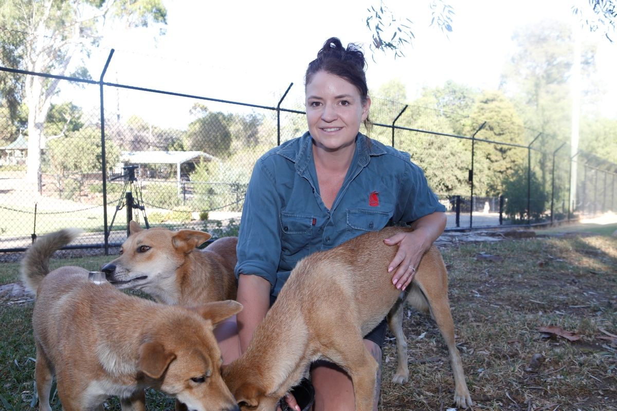 Zoo curator Wendy McNamara with three of the Zoo & Aviary's dingoes