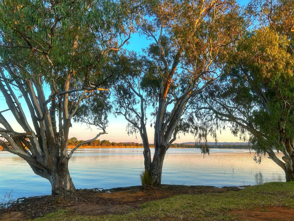 Two gum trees on the foreshore of an inland lake, with water reflecting the sunlight.