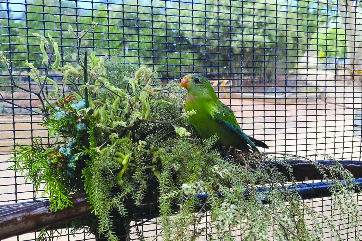 Parrot on tree branch underneath sprinkler