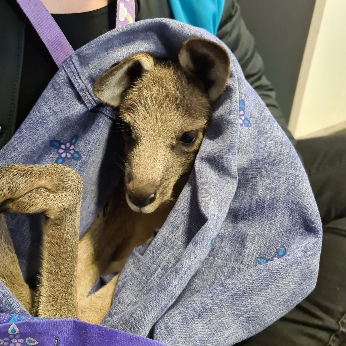 grey kangaroo wrapped in blanket