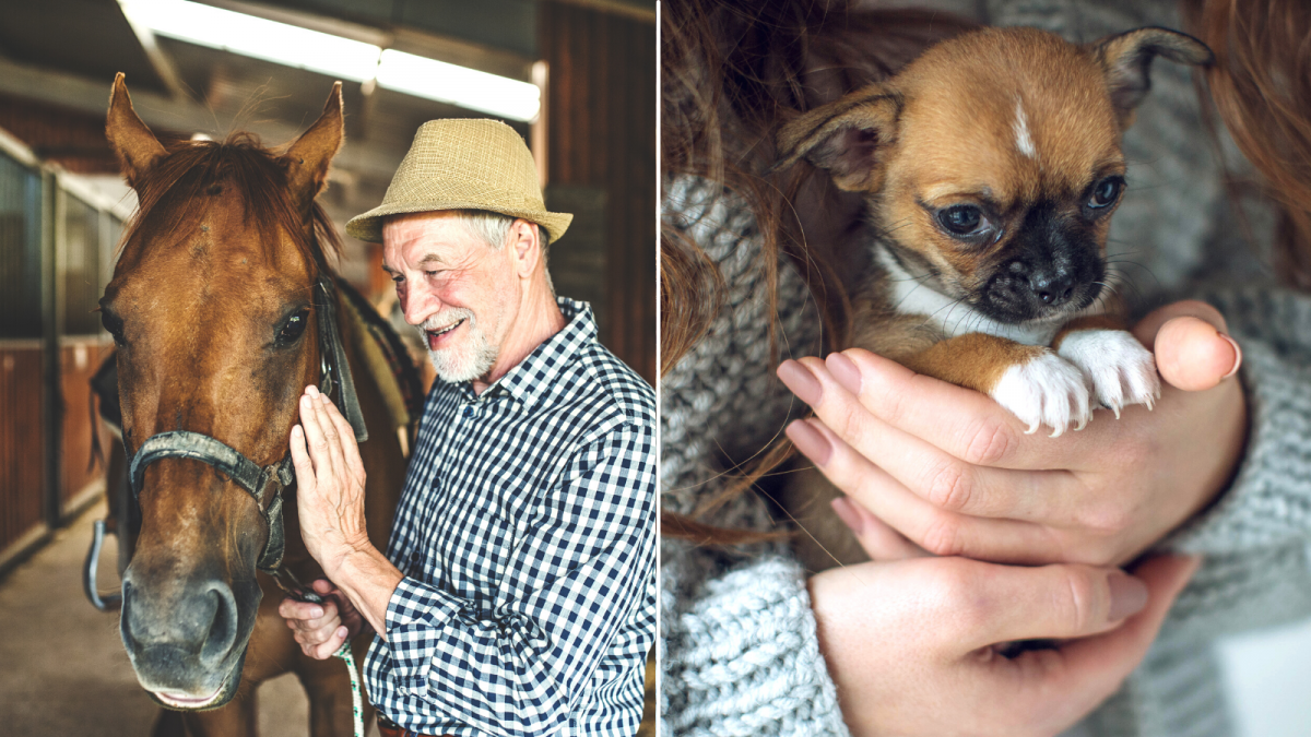 Man patting horse, puppy being held in a person's hands