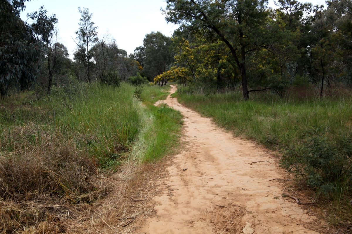 Dirt path winding through bushland