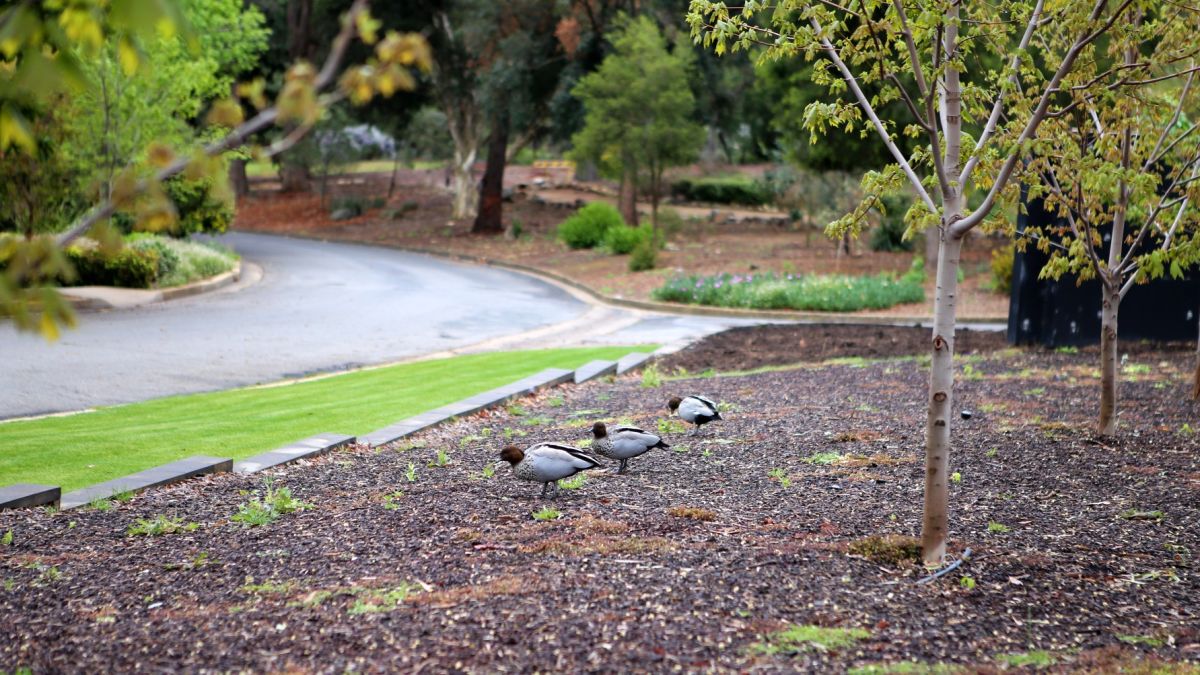 three ducks in garden