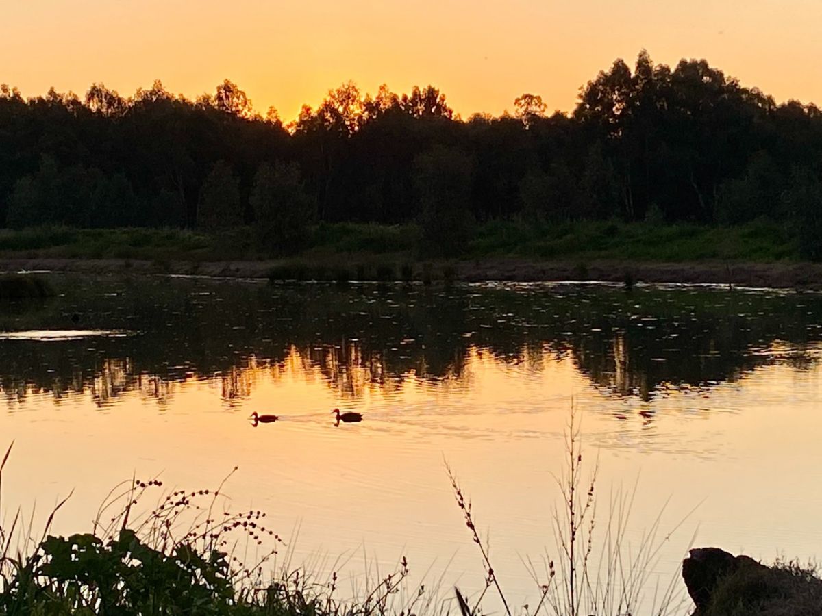 Two ducks swimming on a wetland at dusk