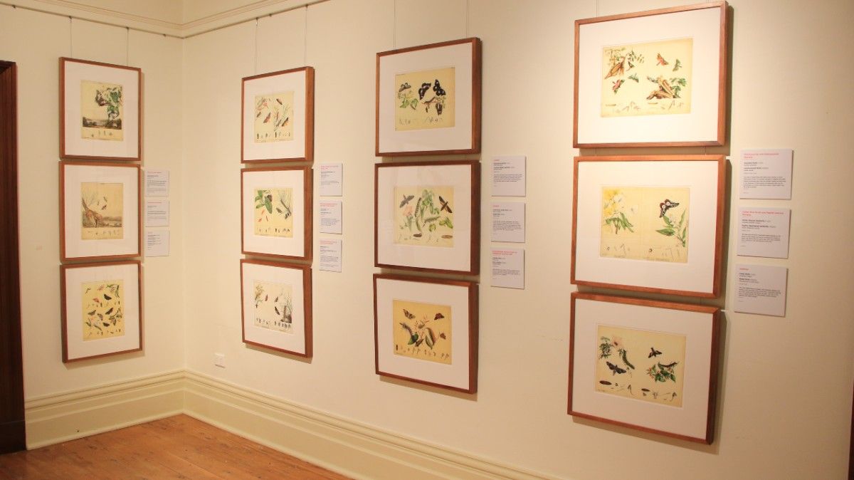 A group of botanical artworks hang on a wall
