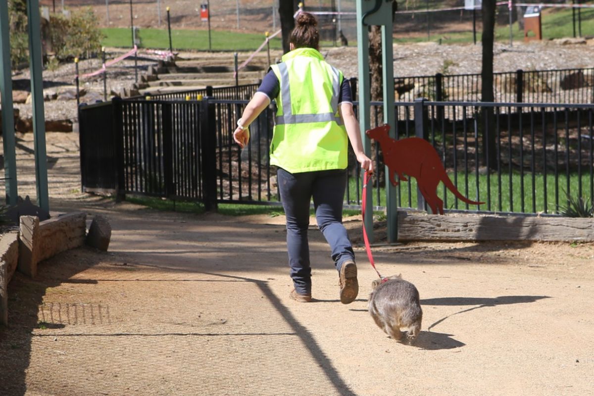  A woman walking with a wombat on a leash