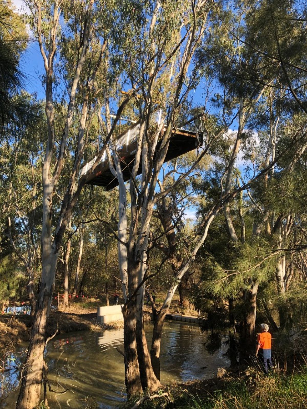 Footbridge being lowered between trees on banks of lagoon anabranch