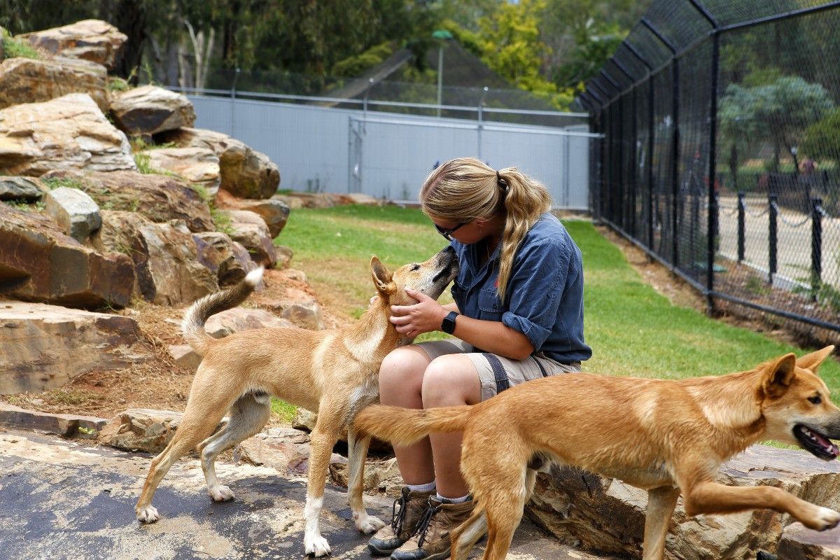 Female zoo curator with dingo pup beside pond