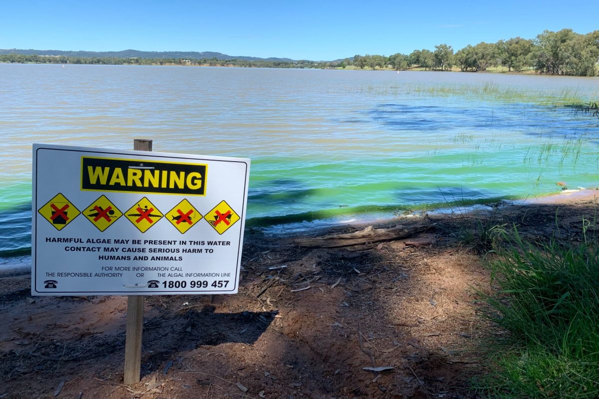 A blue-green algae alert sign beside a lake