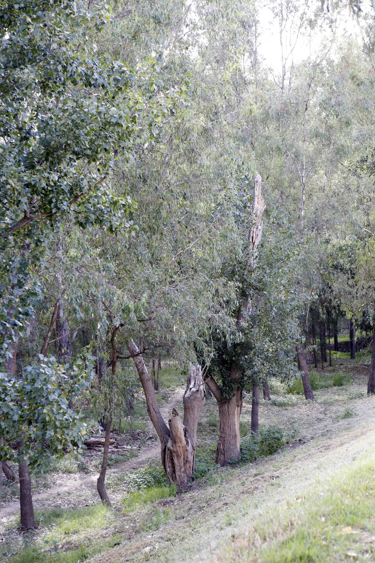 Damaged and deteriorating poplar trees