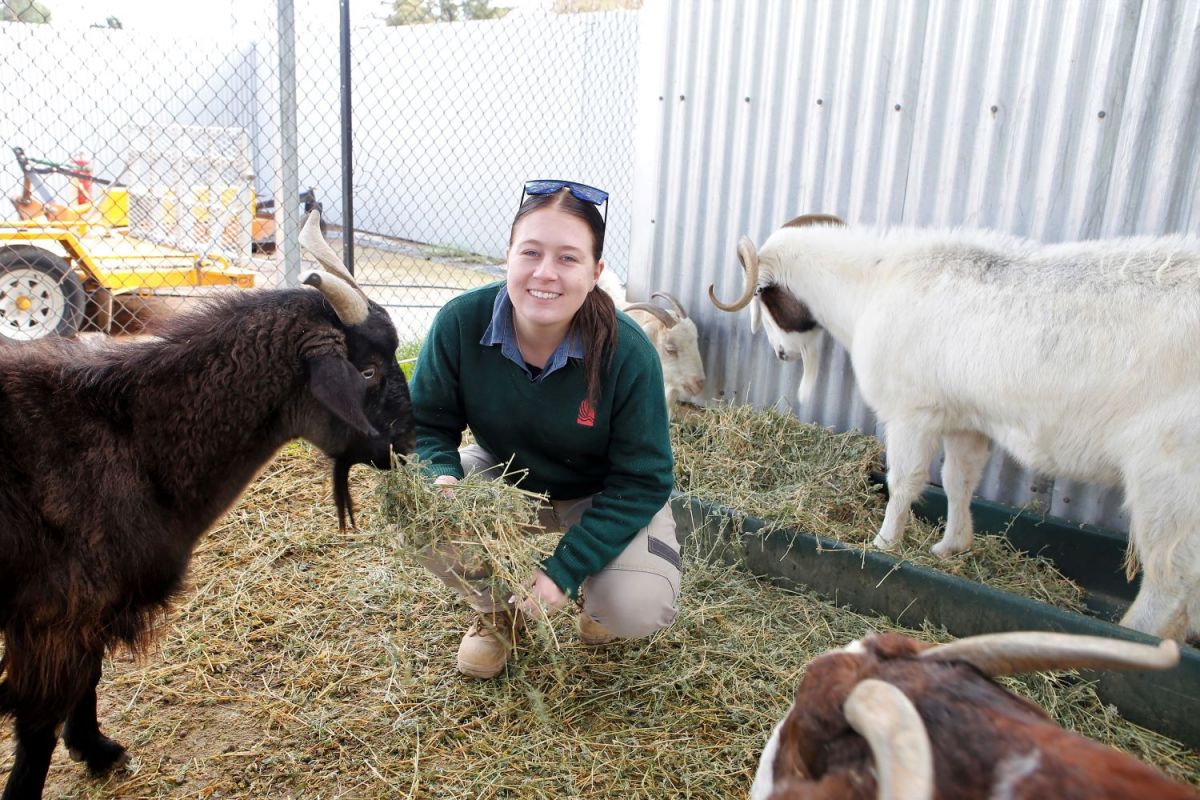 Female zoo-keeper feeding 4 goats.