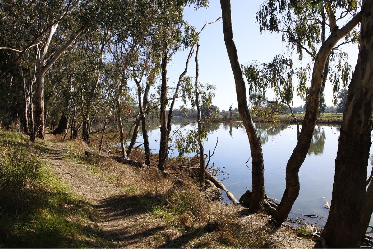 Lagoon surrounded by gum trees with walking track on left bank