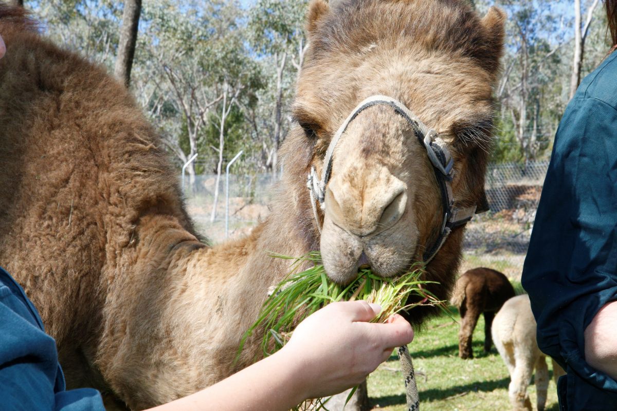 Close up of Camel eating grass out of zoo keeper hand. 