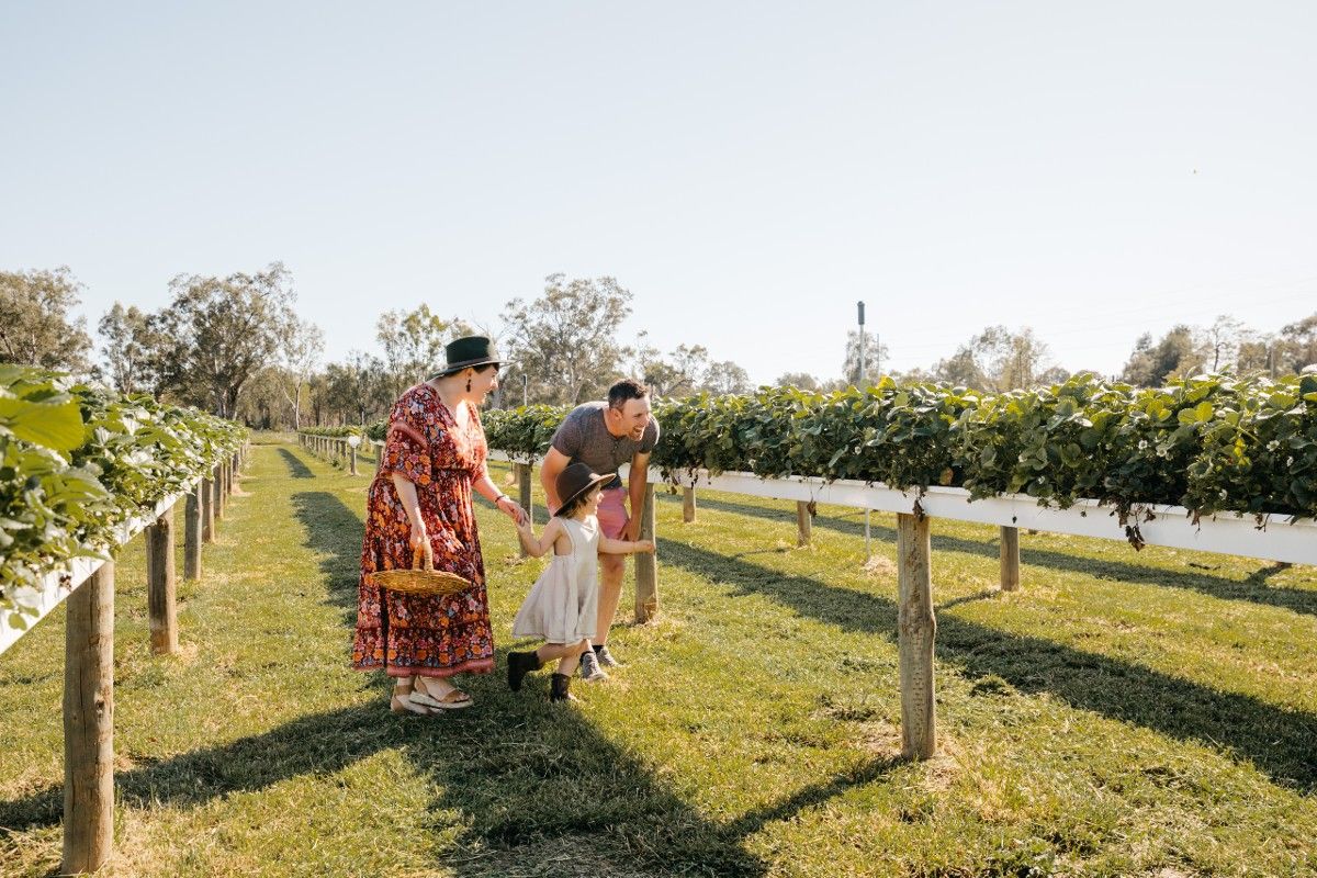 Man and woman with young girl walking through strawberry farm