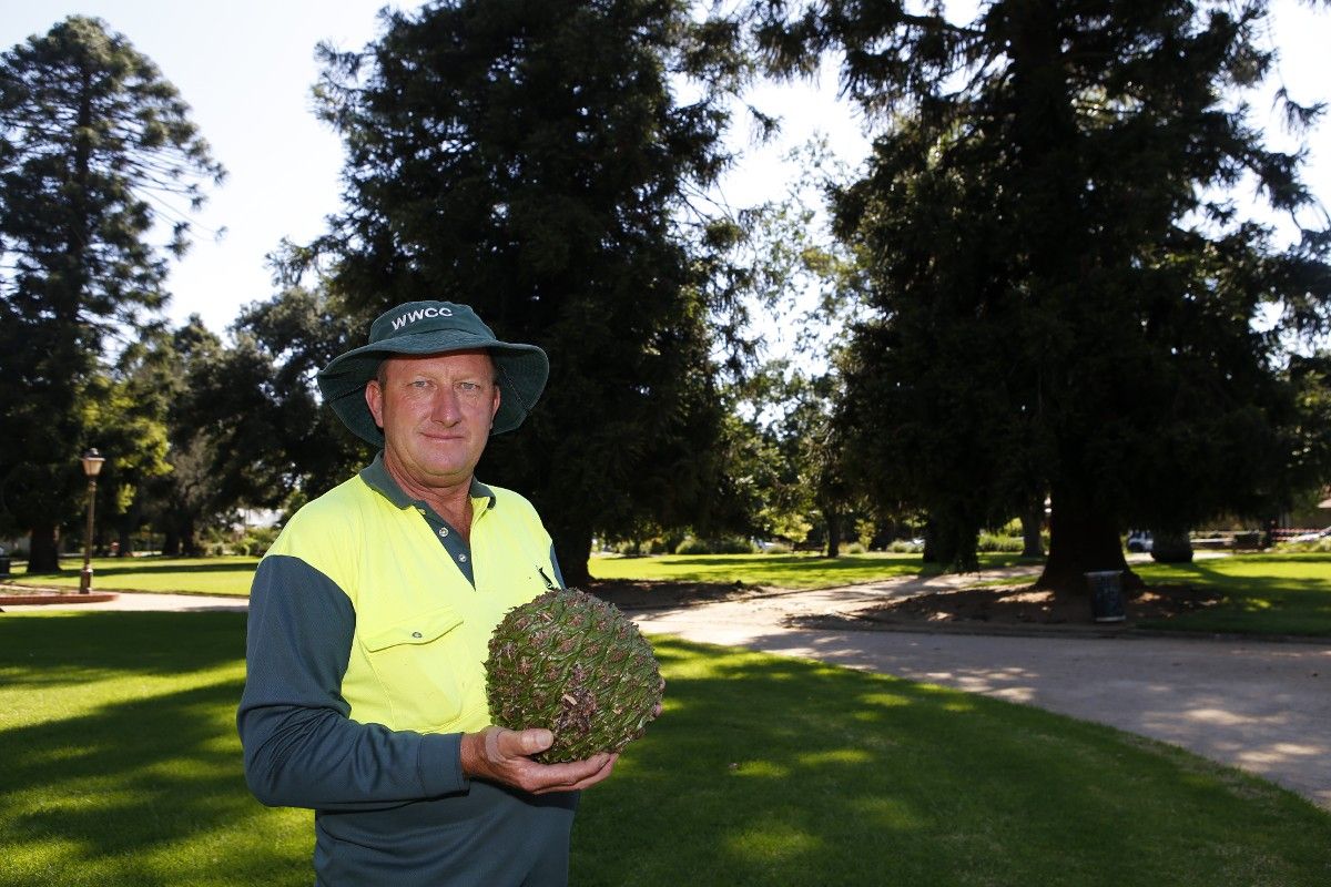 Man in hi-vis shirt holding a large Bunya pine cone which had fallen from one of the trees a park in Wagga's CBD.