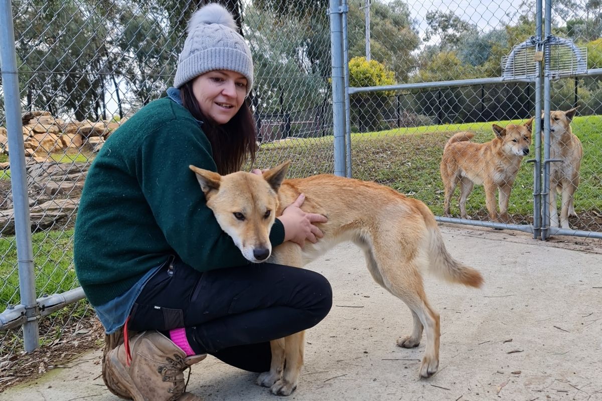 Zoo Curator Wendy McNamara with Zeke the dingo at Wagga Wagga Zoo & Aviary